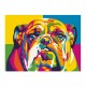 PINTA POR NÚMERO 30X40 BULLDOG MULTICOLOR